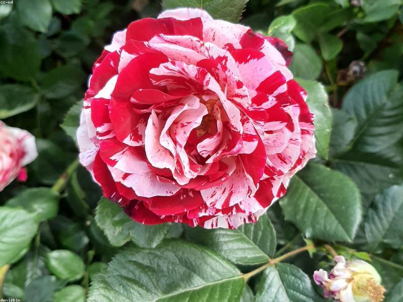 Architectural Sketch